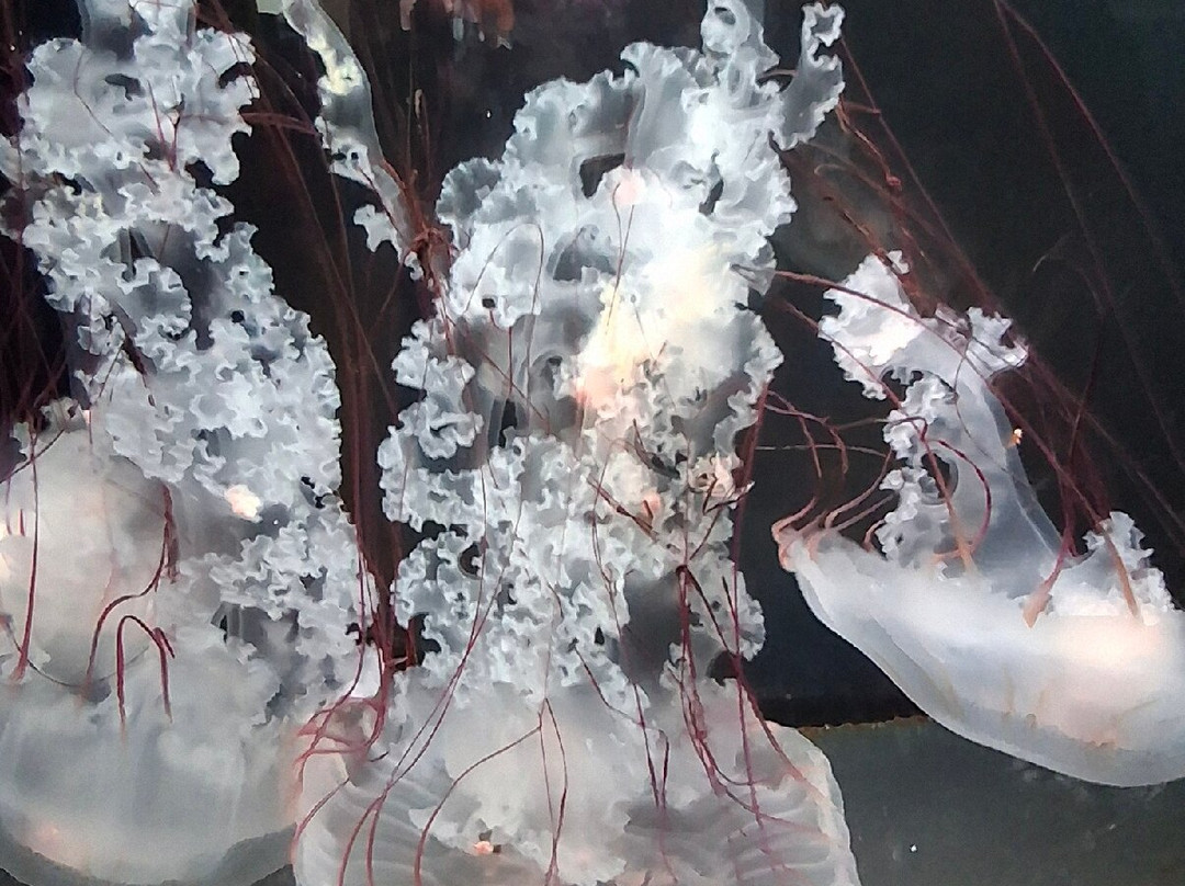 Bergen Aquarium-卑尔根必去景点