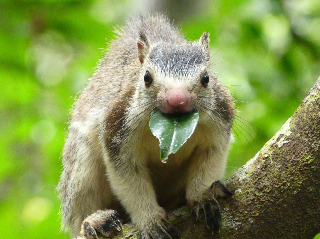 锡兰度假村主图