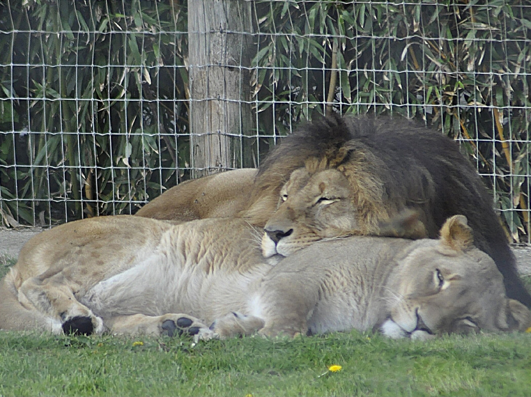Wolds Wildlife Park-Horncastle必去景点