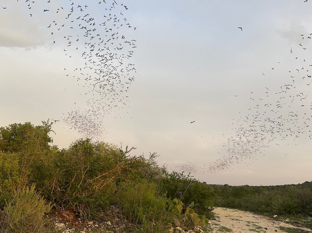 Frio Bat Flight Tours-Concan必去景点