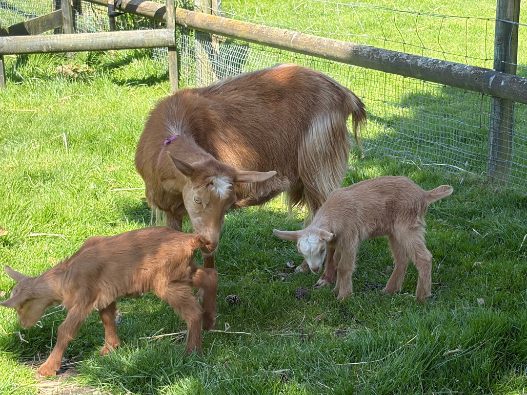 Totnes Rare Breeds Farm-托特尼斯必去景点