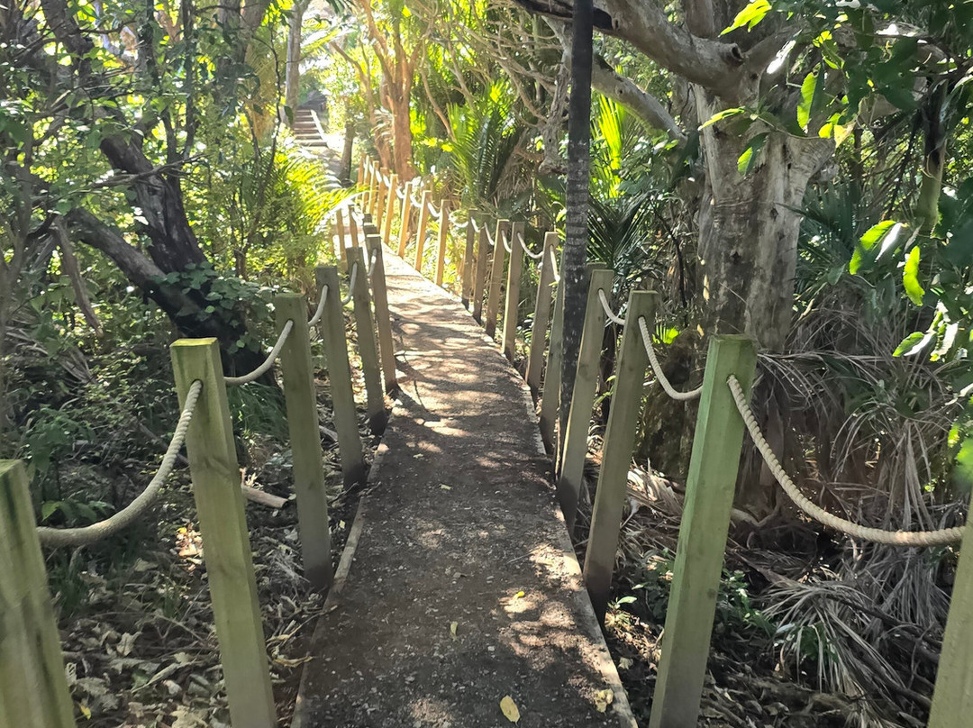 Omanawanui Track-奥克兰中心地区必去景点