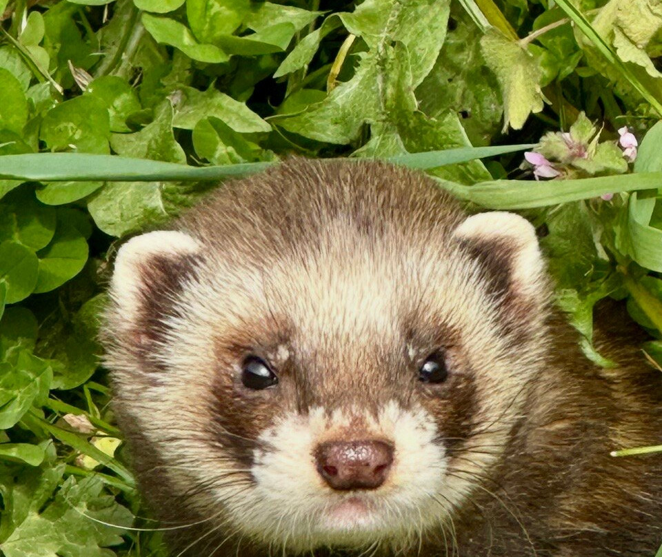 British Wildlife Centre-Lingfield必去景点