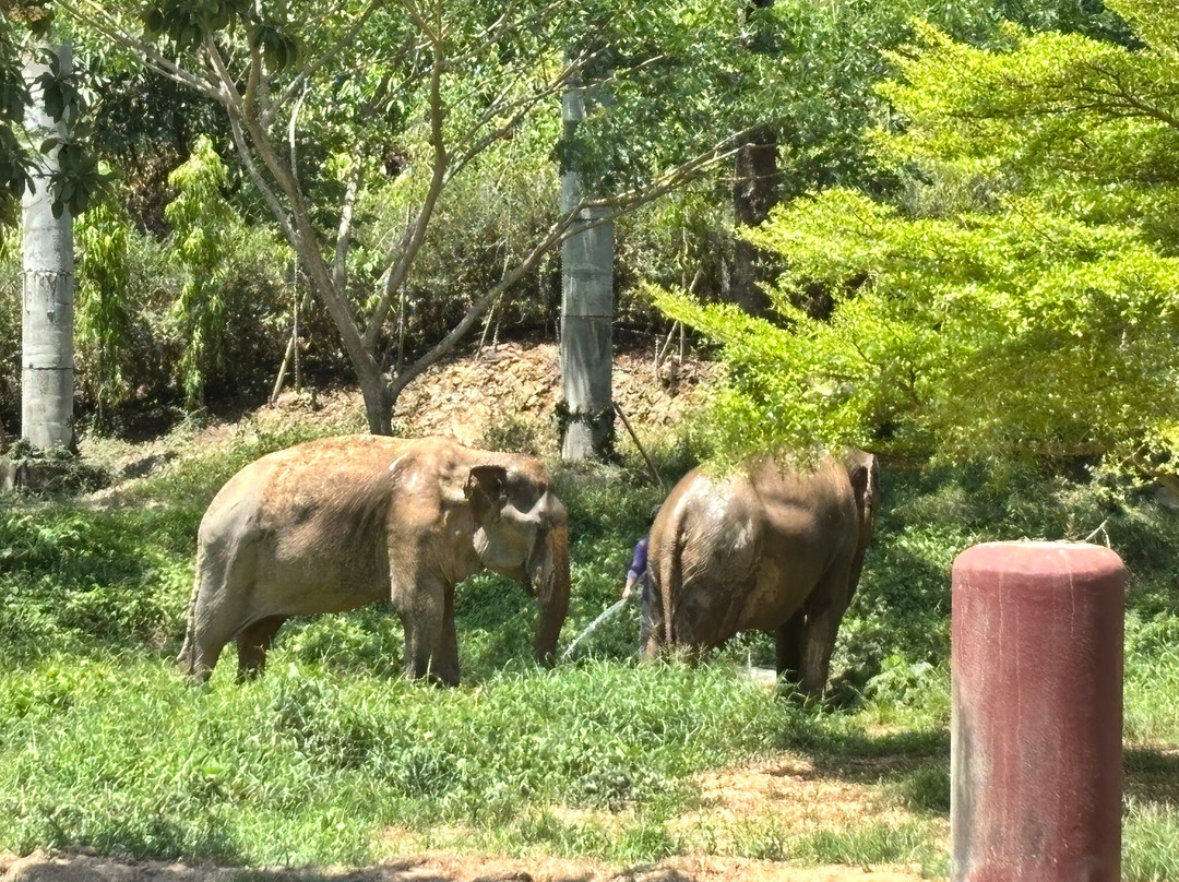 Phuket Elephant Sanctuary-普吉岛必去景点