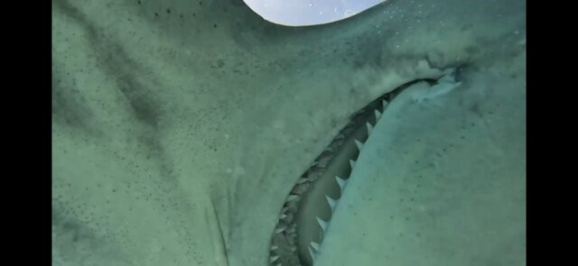 Neal Watson's Bimini Scuba Center-Alice Town必去景点
