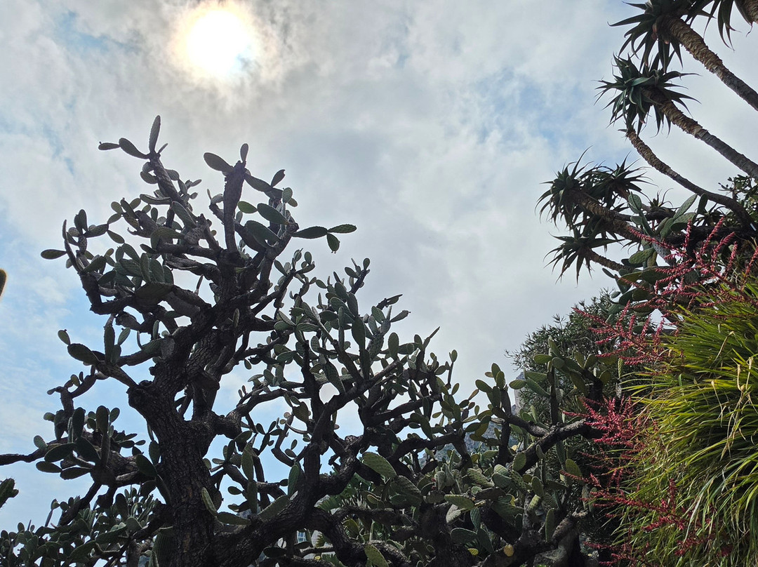 Jardin Exotique de Monaco-摩纳哥城必去景点