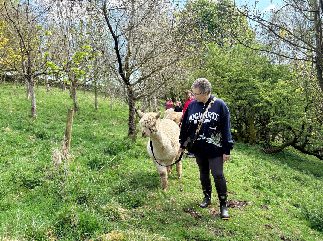 Teesdale Alpacas (Open by Appointment Only)-Barnard Castle必去景点