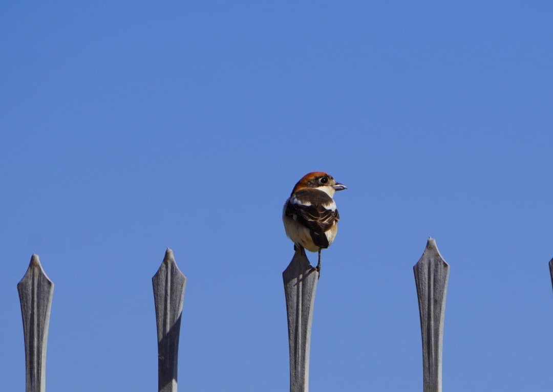 Greece Bird Tours-Marathon必去景点