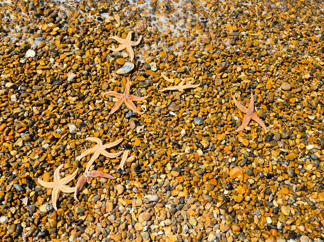 Landguard Nature Reserve-费力克斯托必去景点