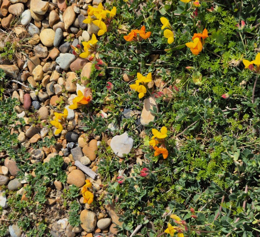 Landguard Nature Reserve-费力克斯托必去景点