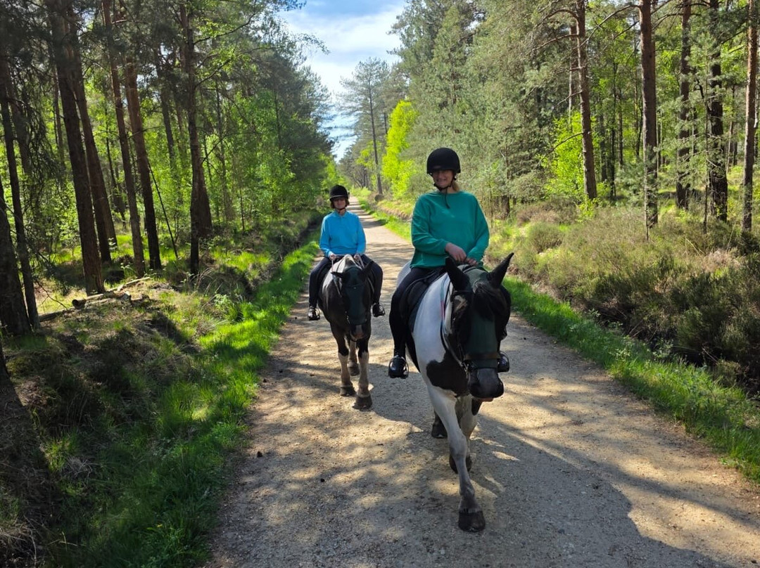 Eastmoors Forest Rides-St Leonards必去景点