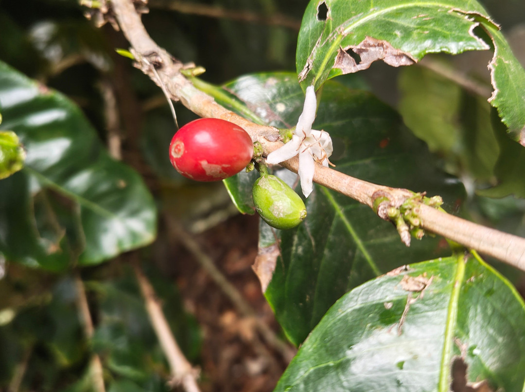 El Trapiche Tour-蒙特沃德必去景点