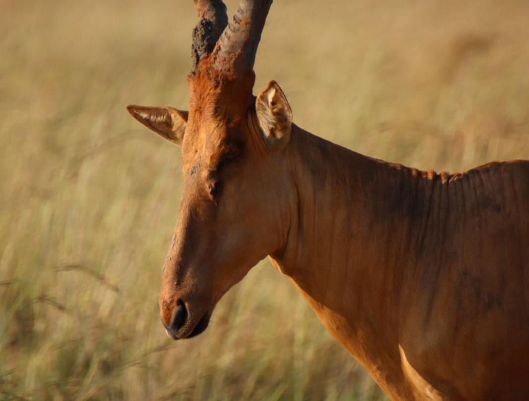 Northern Nature Safaris-Gulu必去景点