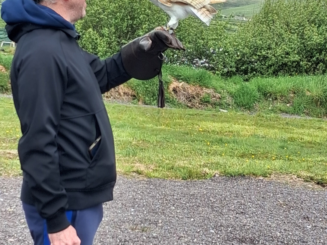Kingdom Falconry - Dingle-丁格尔必去景点