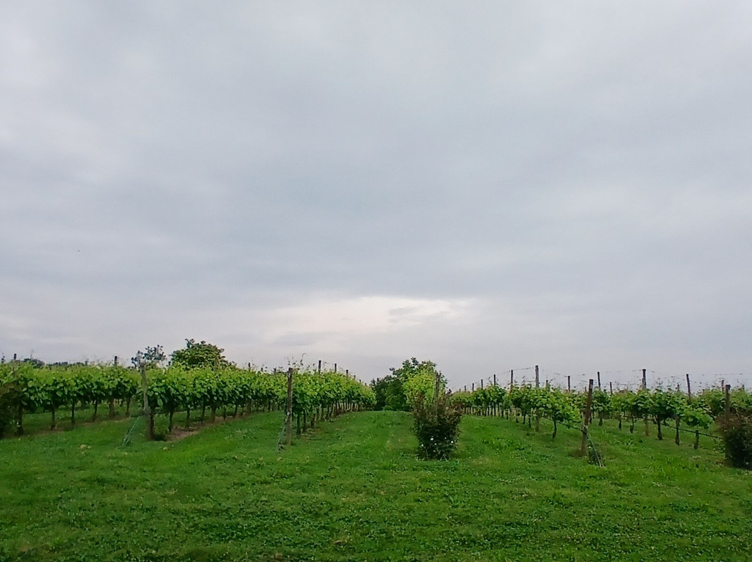 Cantina Albinea Canali-Canali必去景点