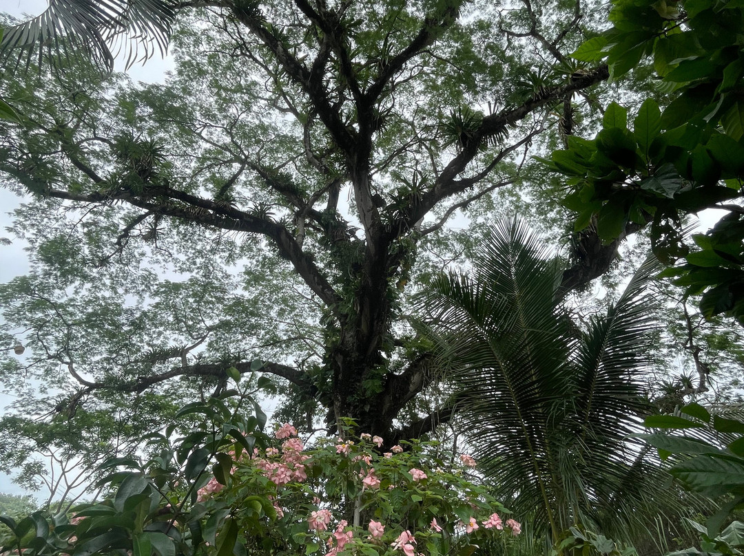The Jungle Temple Food Forest-帕利塔必去景点