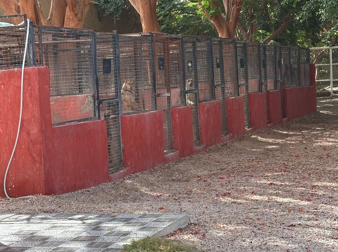 ACE - Animal Care in Egypt-卢克索必去景点