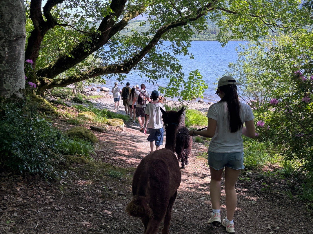 Alpacaly Ever After-Portinscale必去景点