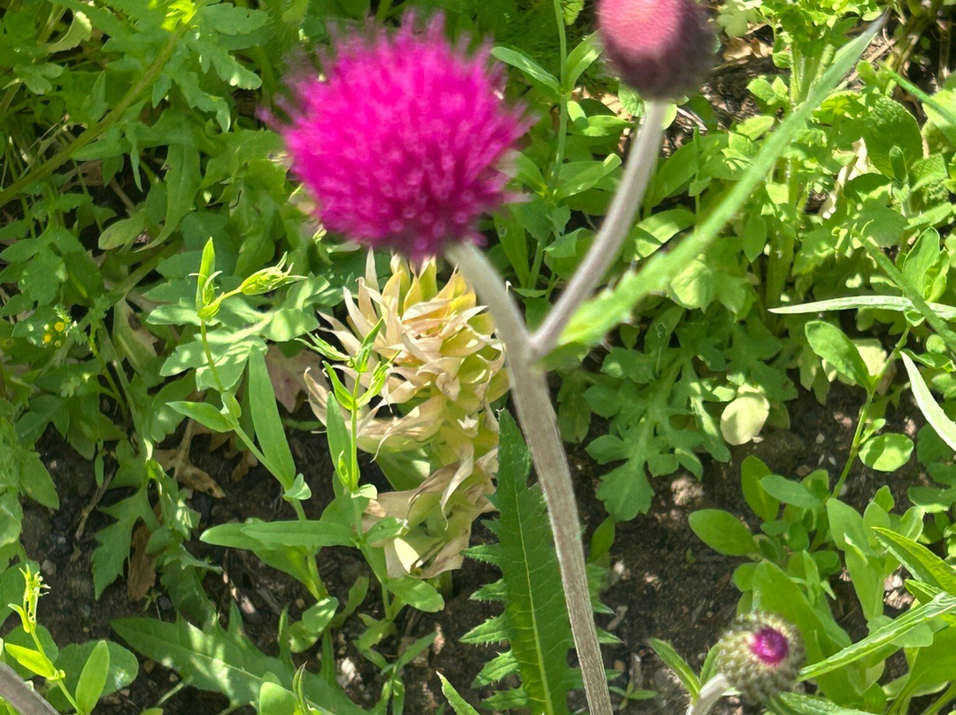 RHS Garden Harlow Carr-哈罗盖特必去景点