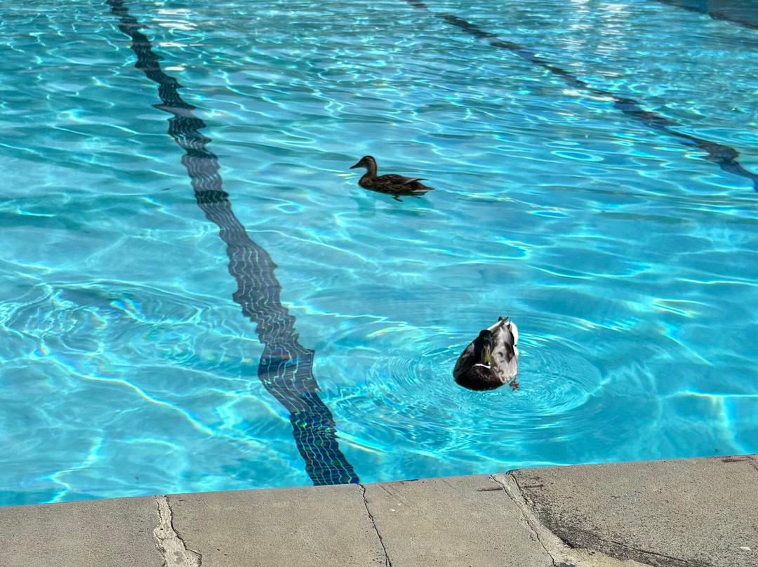 Cirencester Open Air Swimming Pool-赛伦塞斯特必去景点