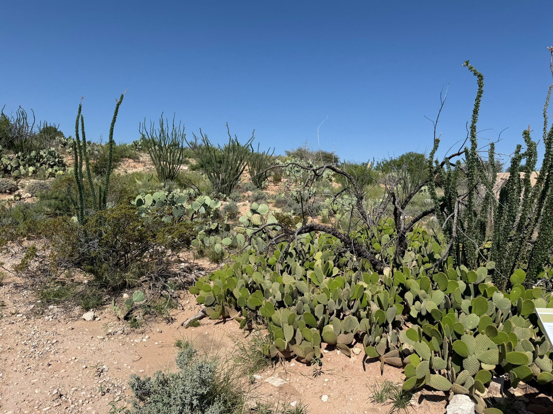 Living Desert Zoo and Gardens State Park-卡尔斯巴德必去景点