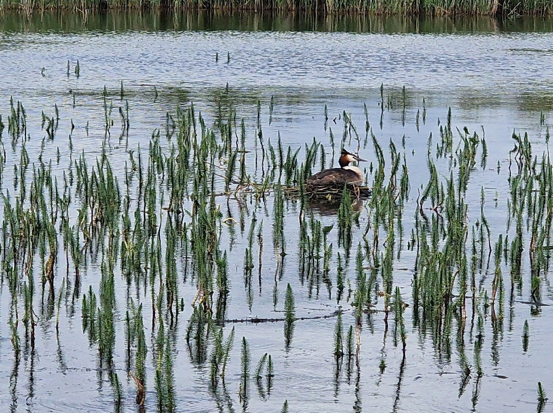 Ross' Wildlife Boat Trips-Mustard Hyrn必去景点
