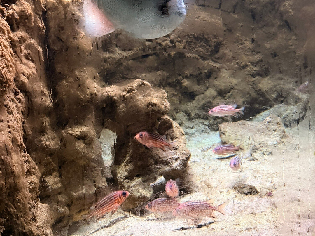 Aquarium of Rhodes - Hydrobiological Station-罗德城必去景点