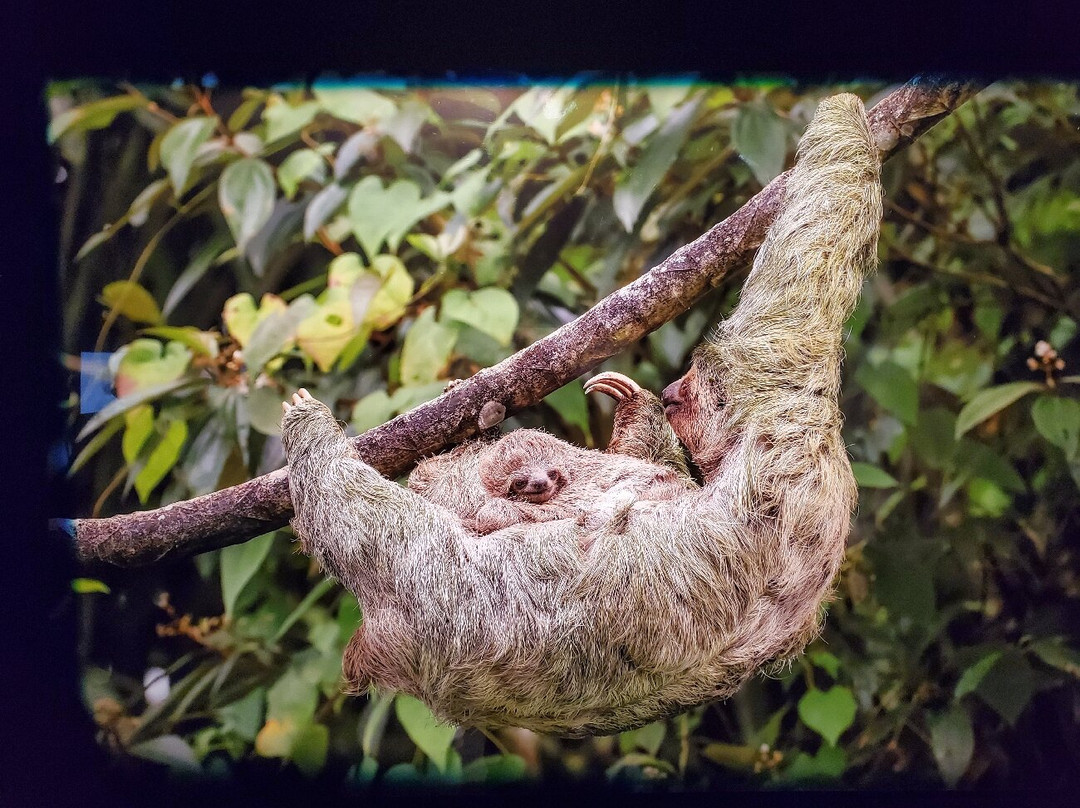 Johnny Morris' Wonders of Wildlife National Museum and Aquarium-斯普林菲尔德必去景点
