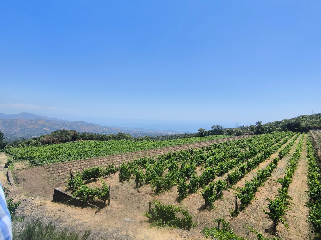 Gambino Winery-林瓜格洛萨必去景点