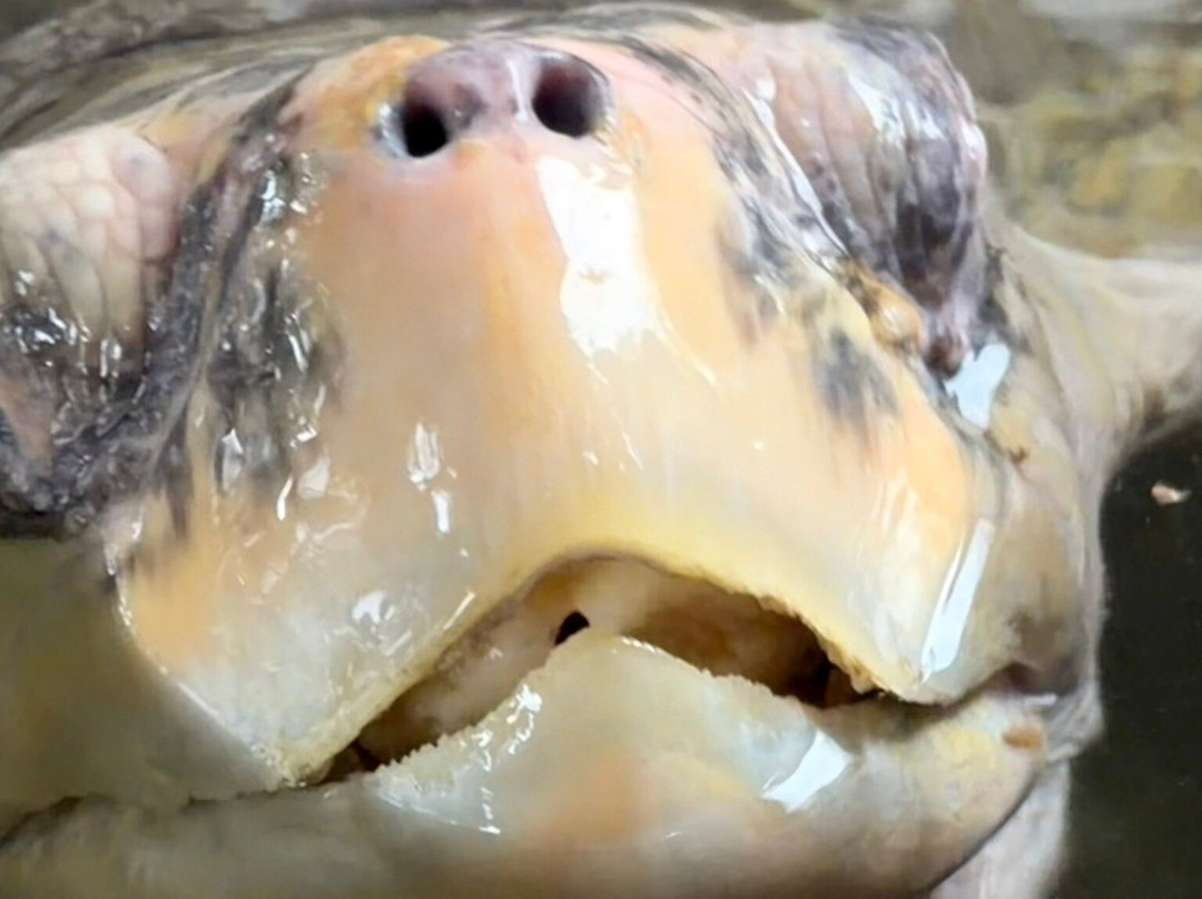 Galbokka Sea Turtle Hatchery-科斯戈德必去景点