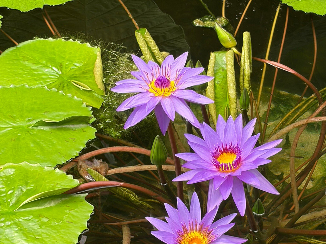 Botanical Garden, Bonn-波恩必去景点