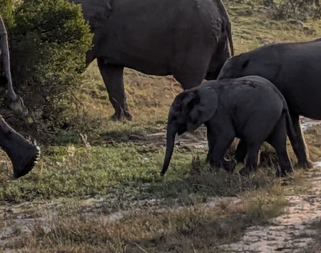 Lalibela Wildlife Reserve Mark's Camp Family Lodge主图