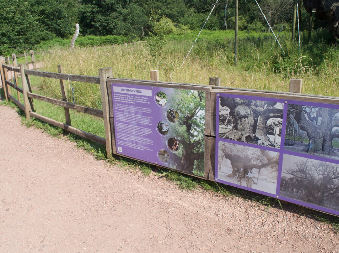 Sherwood Forest Visitor Centre-Edwinstowe必去景点