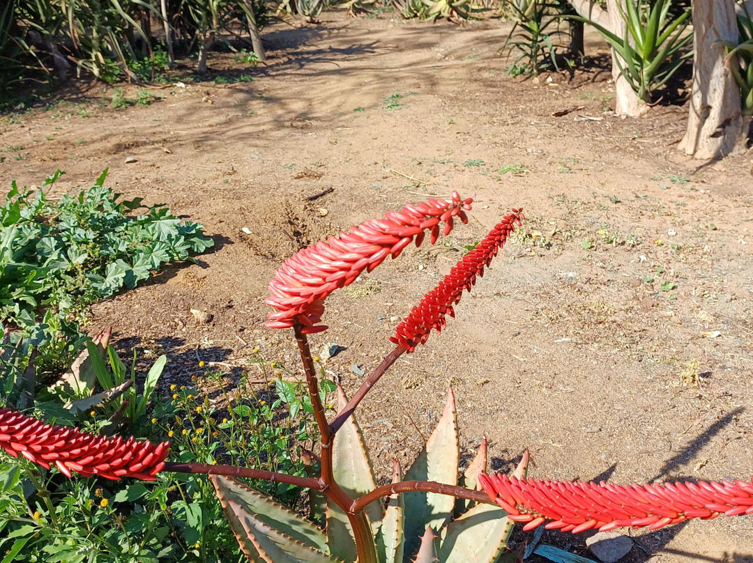 The Aloe Farm-哈特比斯普特必去景点