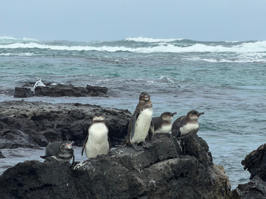 Go Galápagos Tours-Baltra必去景点