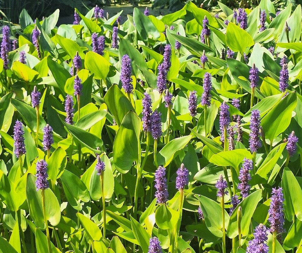 Beth Chatto's Plants & Gardens-科尔切斯特必去景点