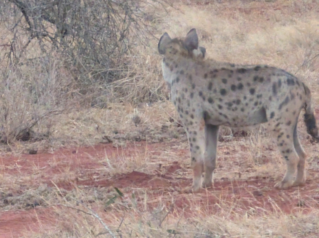 Tsavo Travel & Safaris-内罗毕必去景点