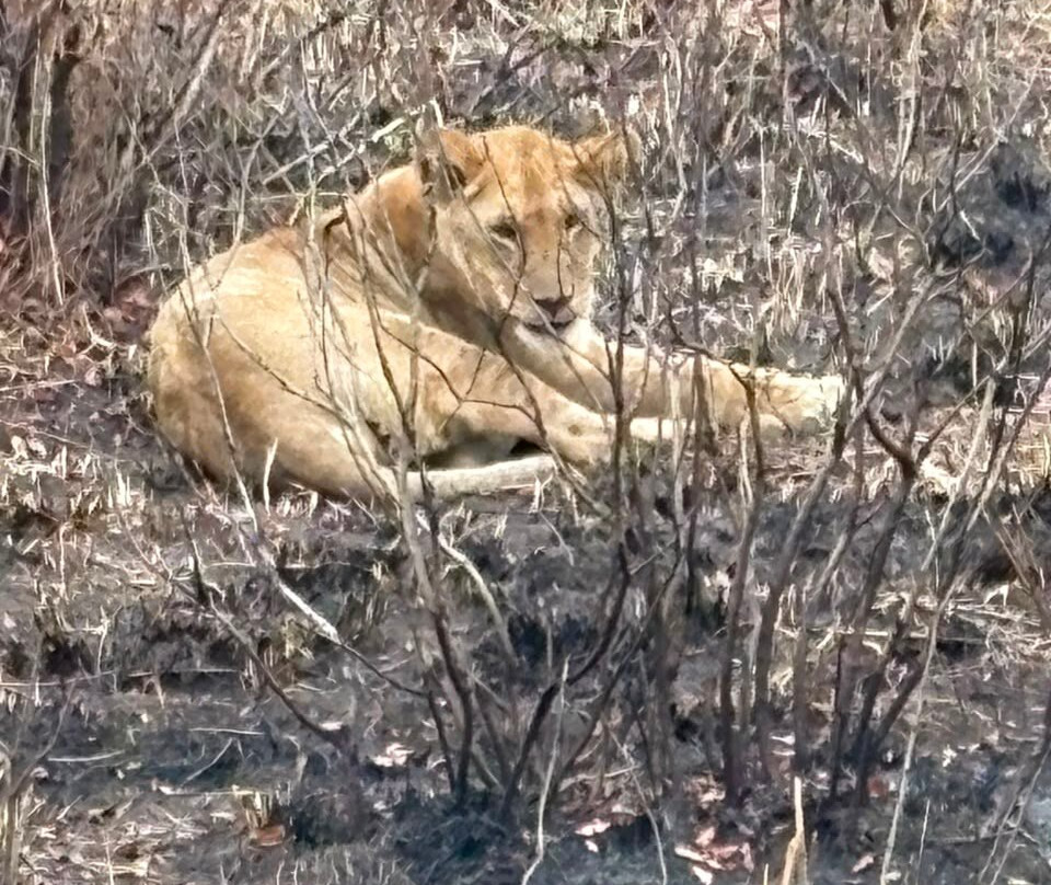 Oribi Expeditions-内罗毕必去景点