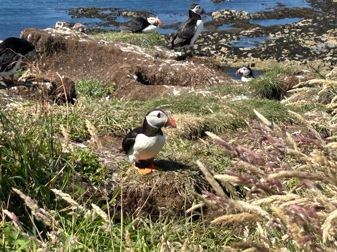 Staffa Tours-Isle of Iona必去景点