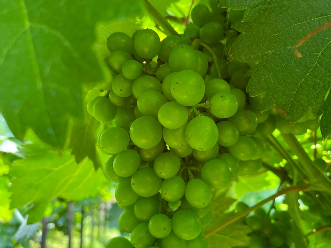 Baia's Wine-Meore Obcha必去景点
