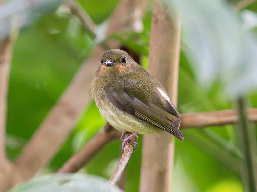 Reserva Mashpi Amagusa-Pacto必去景点