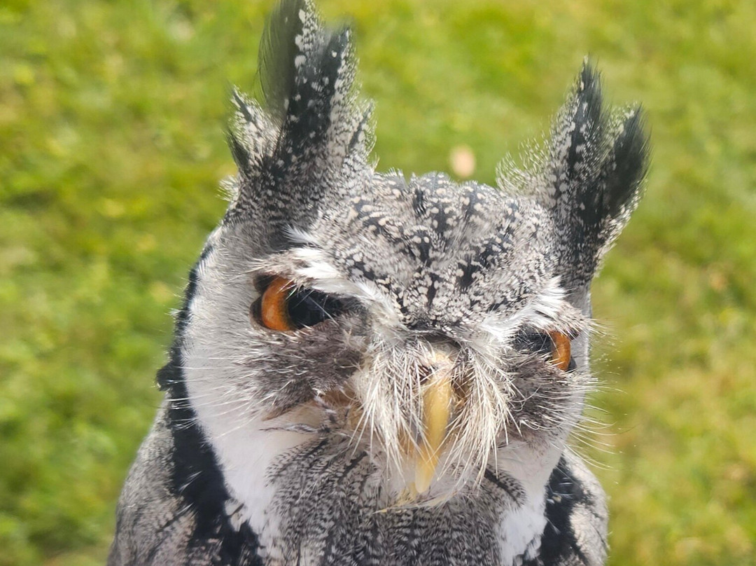 Falconry Experience Wales-Newtown必去景点