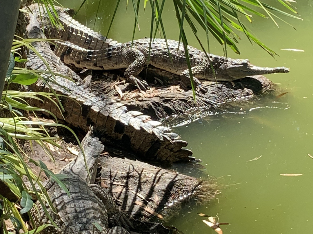 Hartley's Crocodile Adventures-Wangetti必去景点