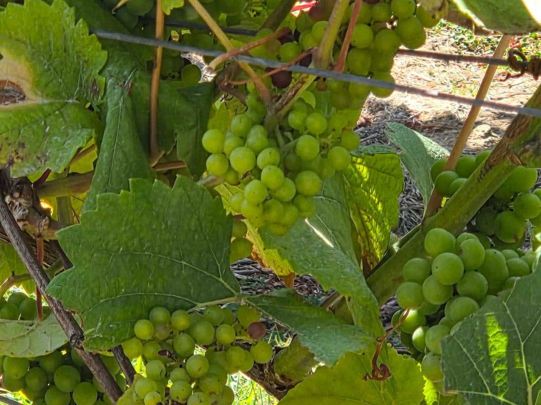 English Oak Vineyard-Lytchett Matravers必去景点