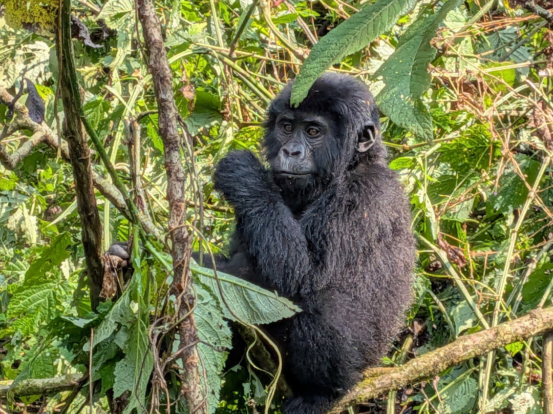 Encounter Africa Safaris-恩德培必去景点