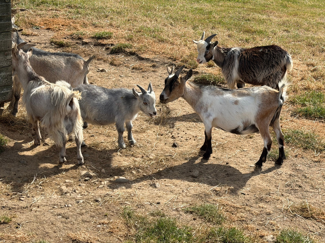 Dwyfor Ranch Rabbit Farm and Animal Park-Llanystumdwy必去景点
