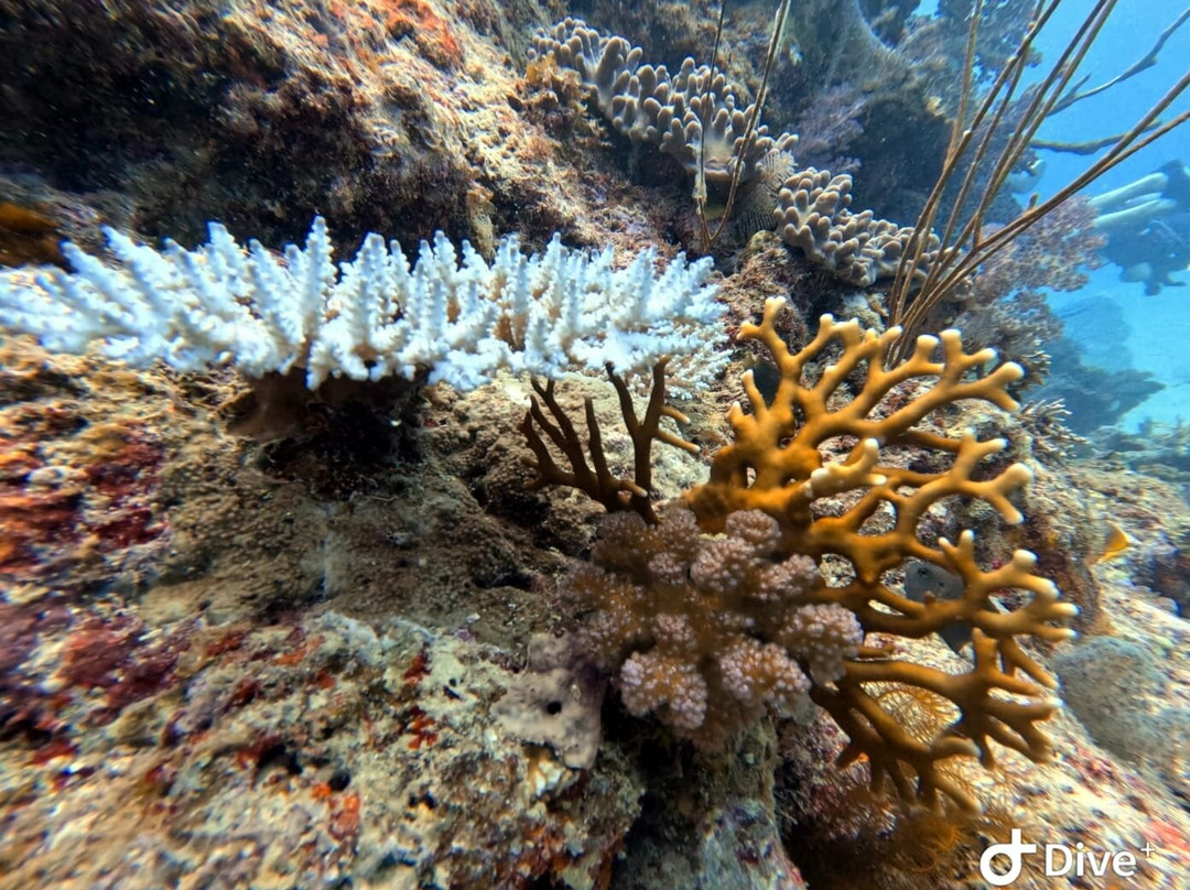 Diveaway Fiji-辛加东卡必去景点