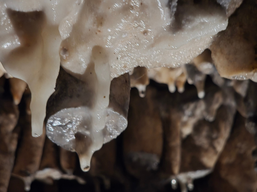 Melrose Caverns-哈里森堡必去景点