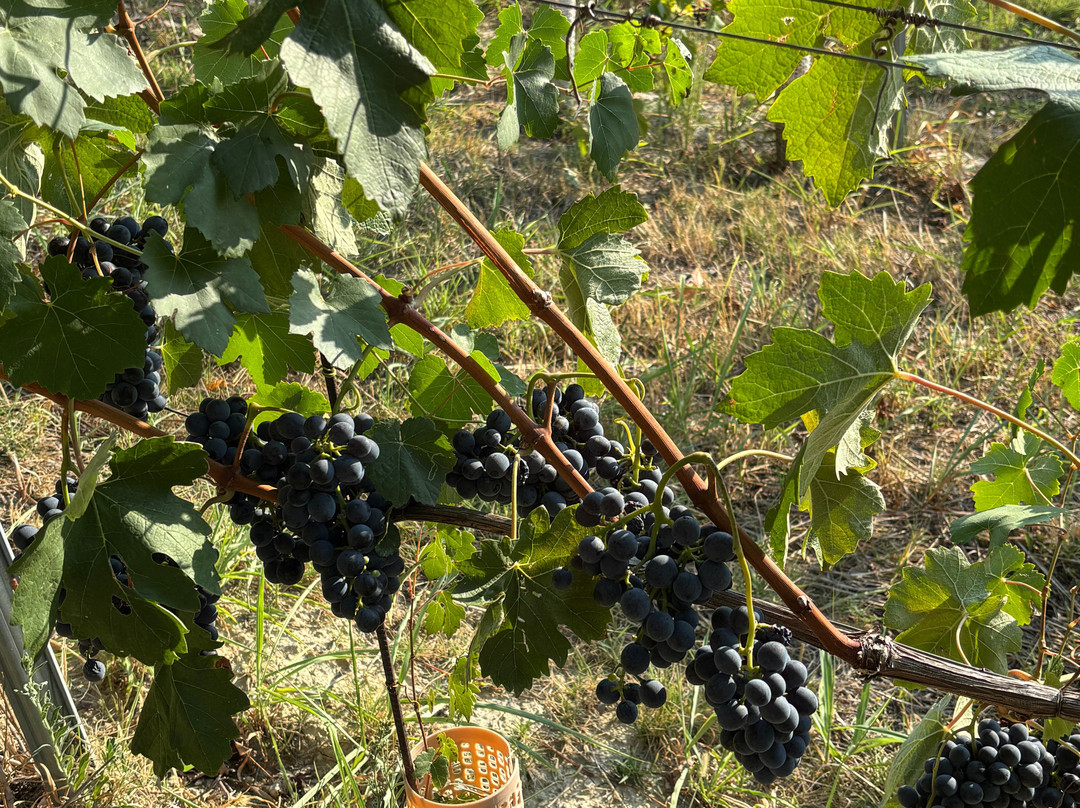 Marchesi Alfieri - Cantine e Ospitalità主图