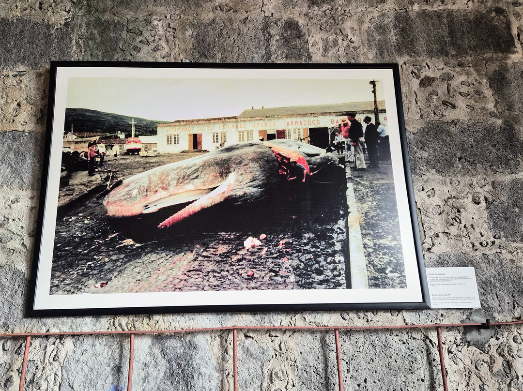 Museu da Industria Baleeira-Sao Roque do Pico必去景点